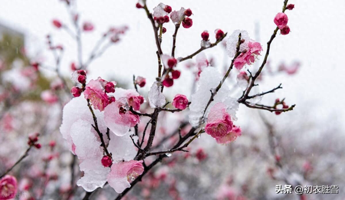 春雪梅花六首唯美古诗（腊雪晚成春雪早，梅花静对雪花妍）