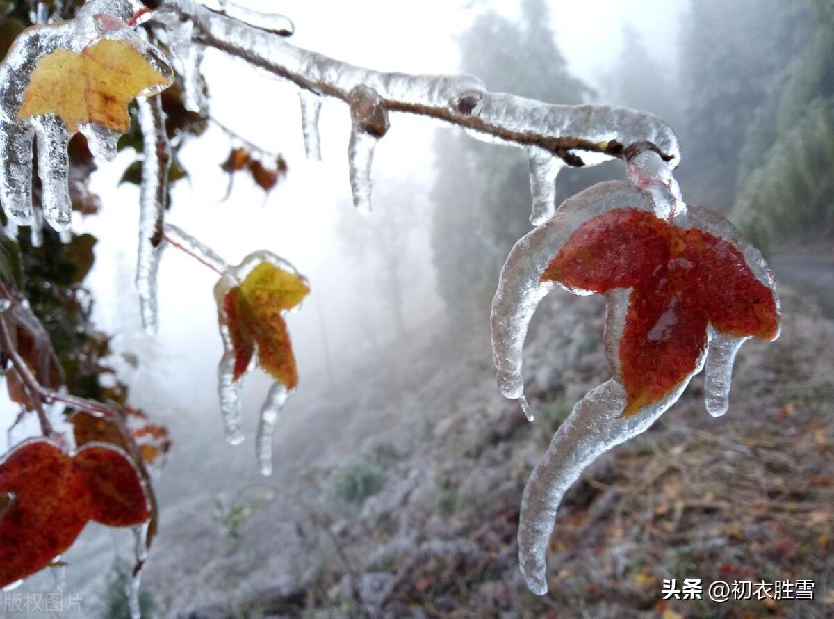 冻雨五首唯美古诗（冻雨笼山秀木冰，宝髻珠花几万层）