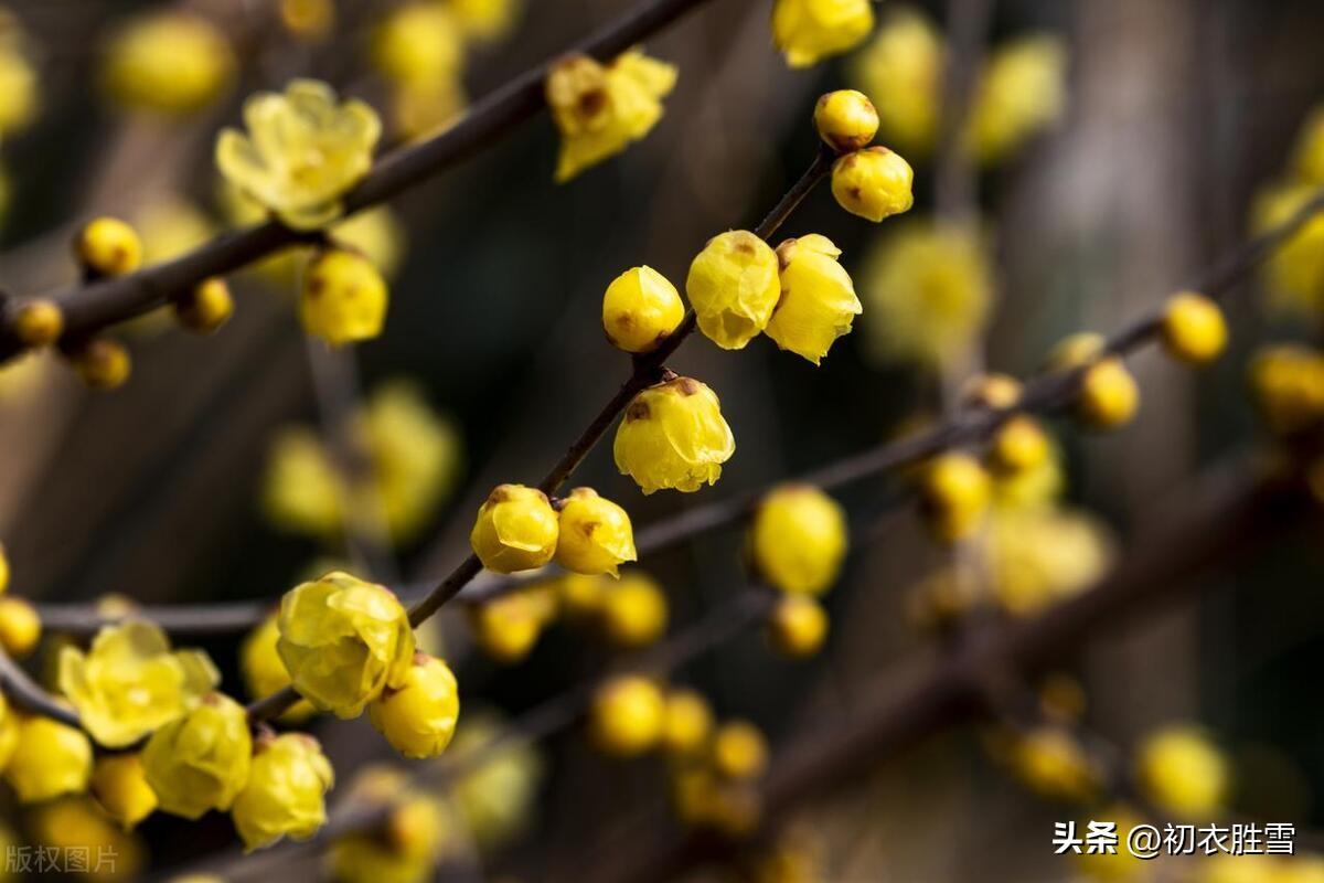 腊月腊梅诗词六首赏析（江南雪里花如玉，金蓓花开满担装）