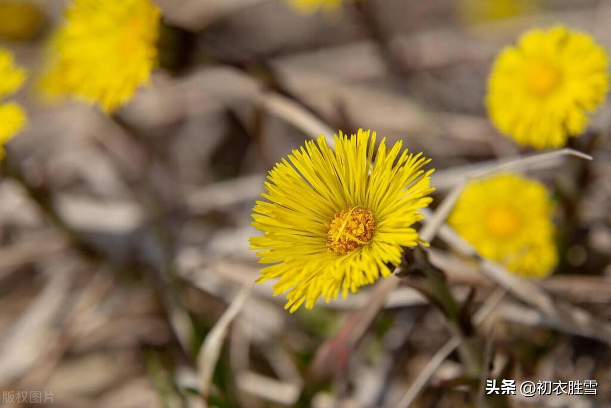 冬日七则优美古诗（霜天月正华，独有款冬花）