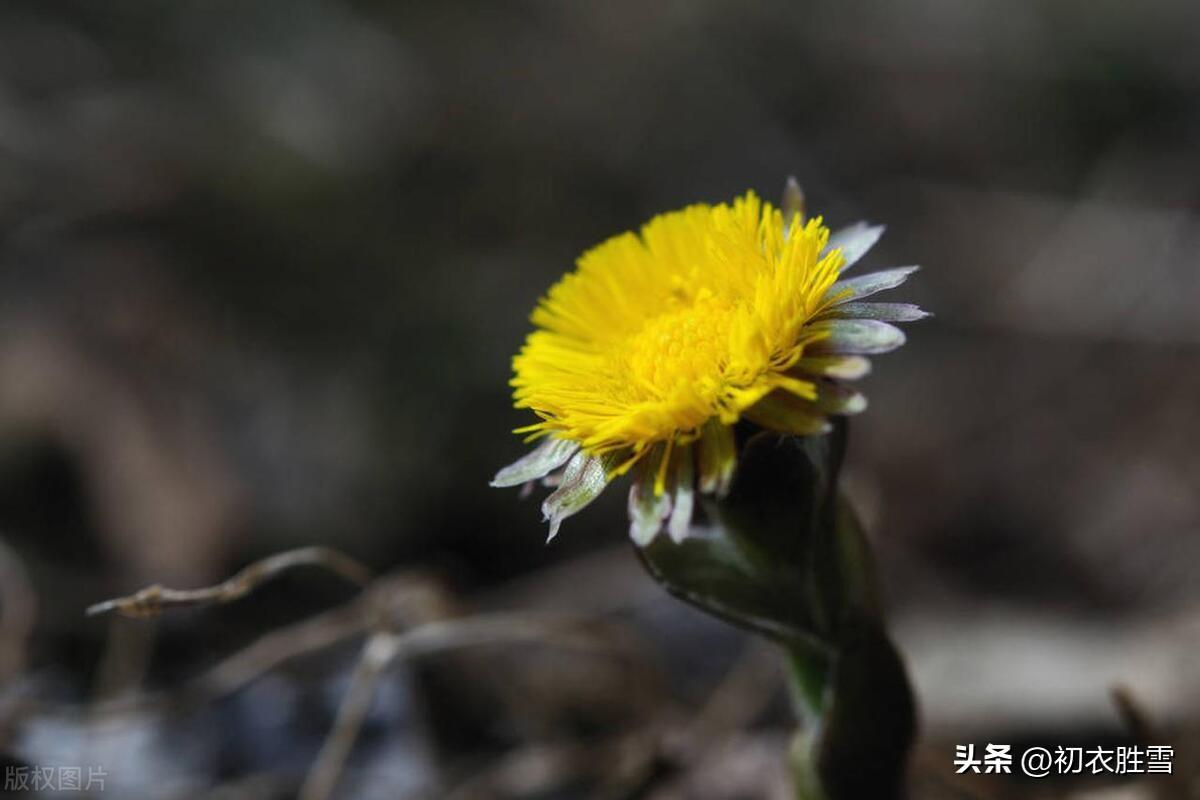 冬日七则优美古诗（霜天月正华，独有款冬花）