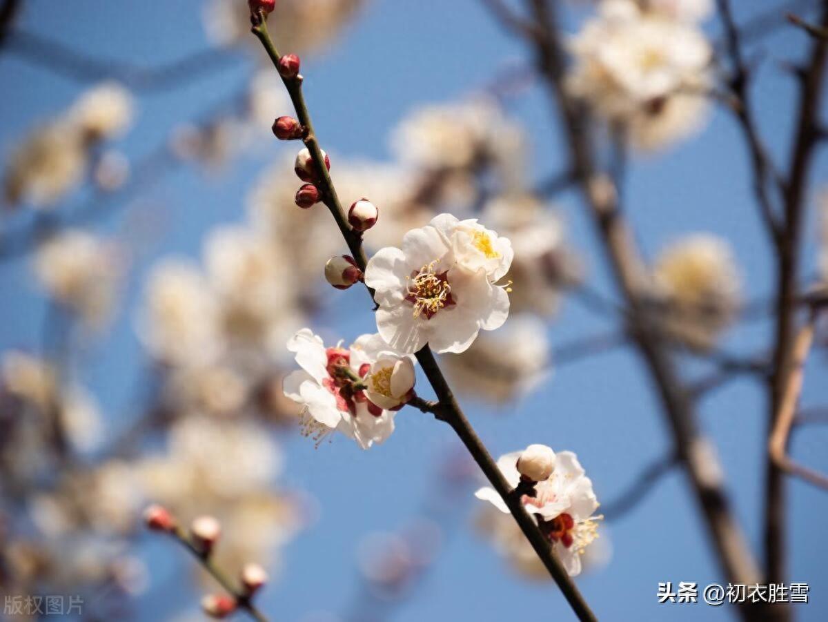 腊月梅花五首古诗（众花未发梅花新，梅花一夜遍南枝）