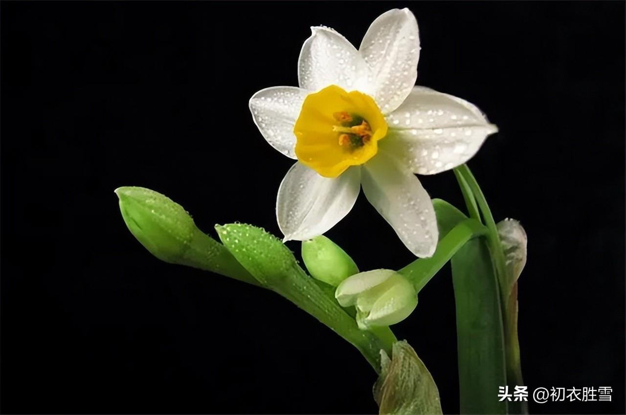 腊月与春古诗五首（条桑腊月下，种杏春风前）