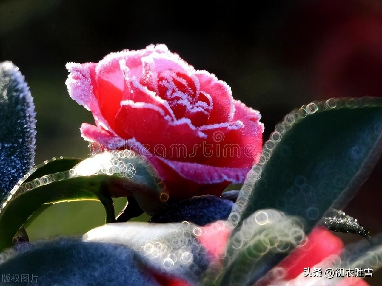 腊月茶花五首古诗（腊月榴花带雪红，一天飞雪映山茶）