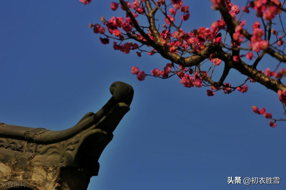 腊前梅花五首古诗（野梅一路腊前花，雪梅开遍腊前花）