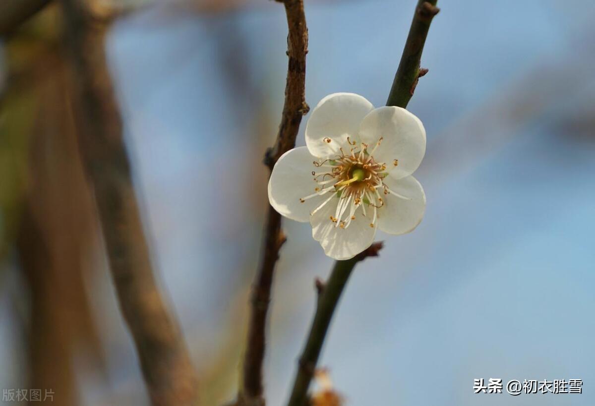 风雪寒梅五首唯美古诗（老梅虽冻自宜花，相宜尤是雪寒天）