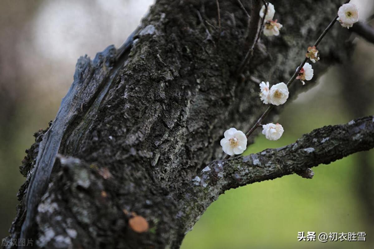 风雪寒梅五首唯美古诗（老梅虽冻自宜花，相宜尤是雪寒天）