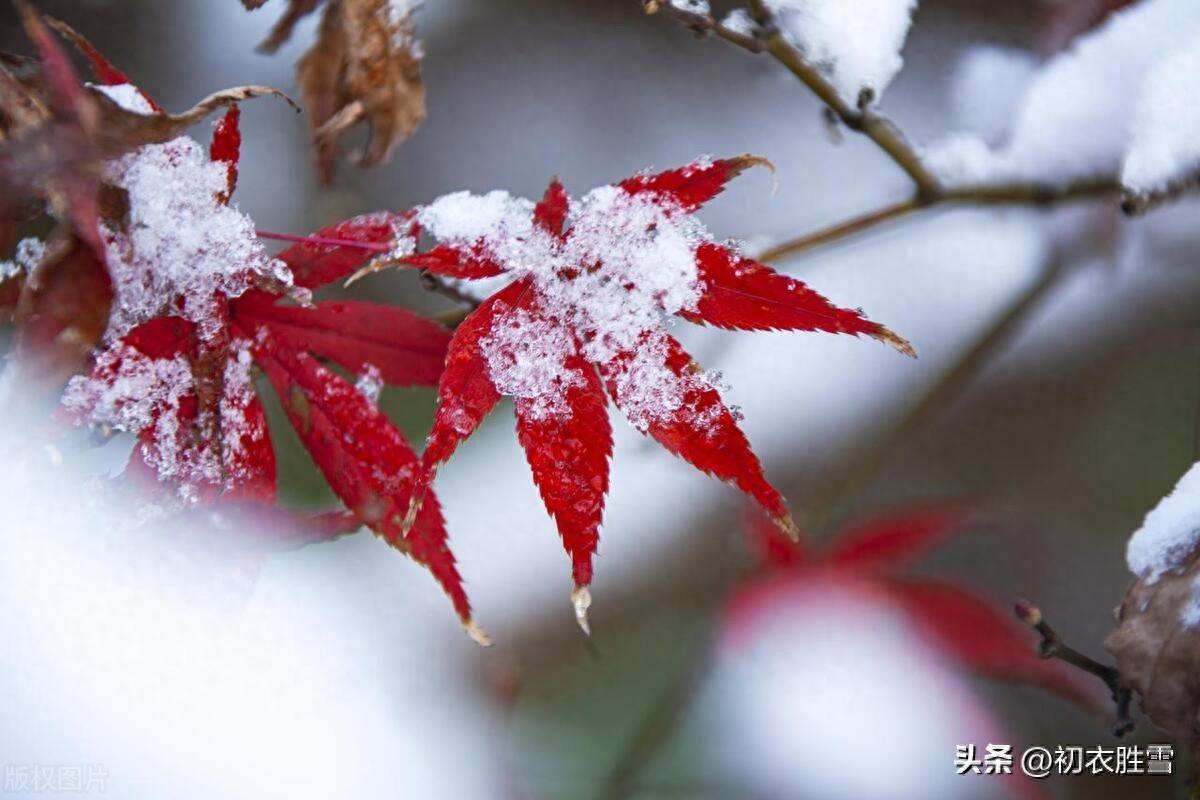 大雪节气五首唯美古诗（飞雪正应大雪节，节候今过大雪天）