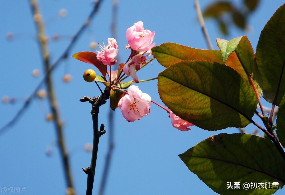 小春海棠五首唯美古诗（黄叶青苔野老家，海棠经月驻红妆）