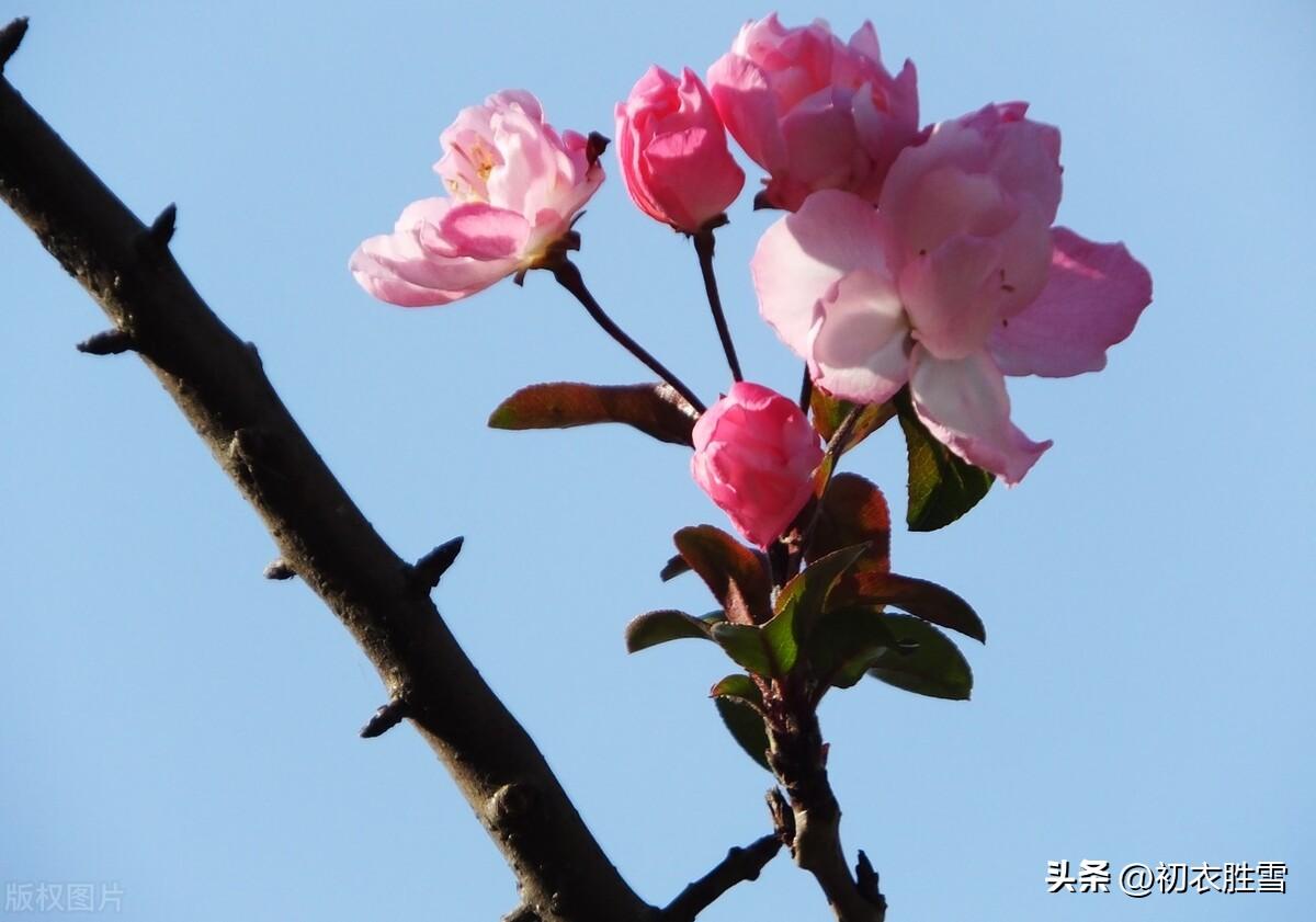 小春海棠五首唯美古诗（黄叶青苔野老家，海棠经月驻红妆）