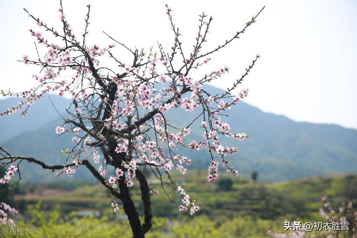 早冬六首唯美古诗（小春天气野花红，小春天气夺清秋）