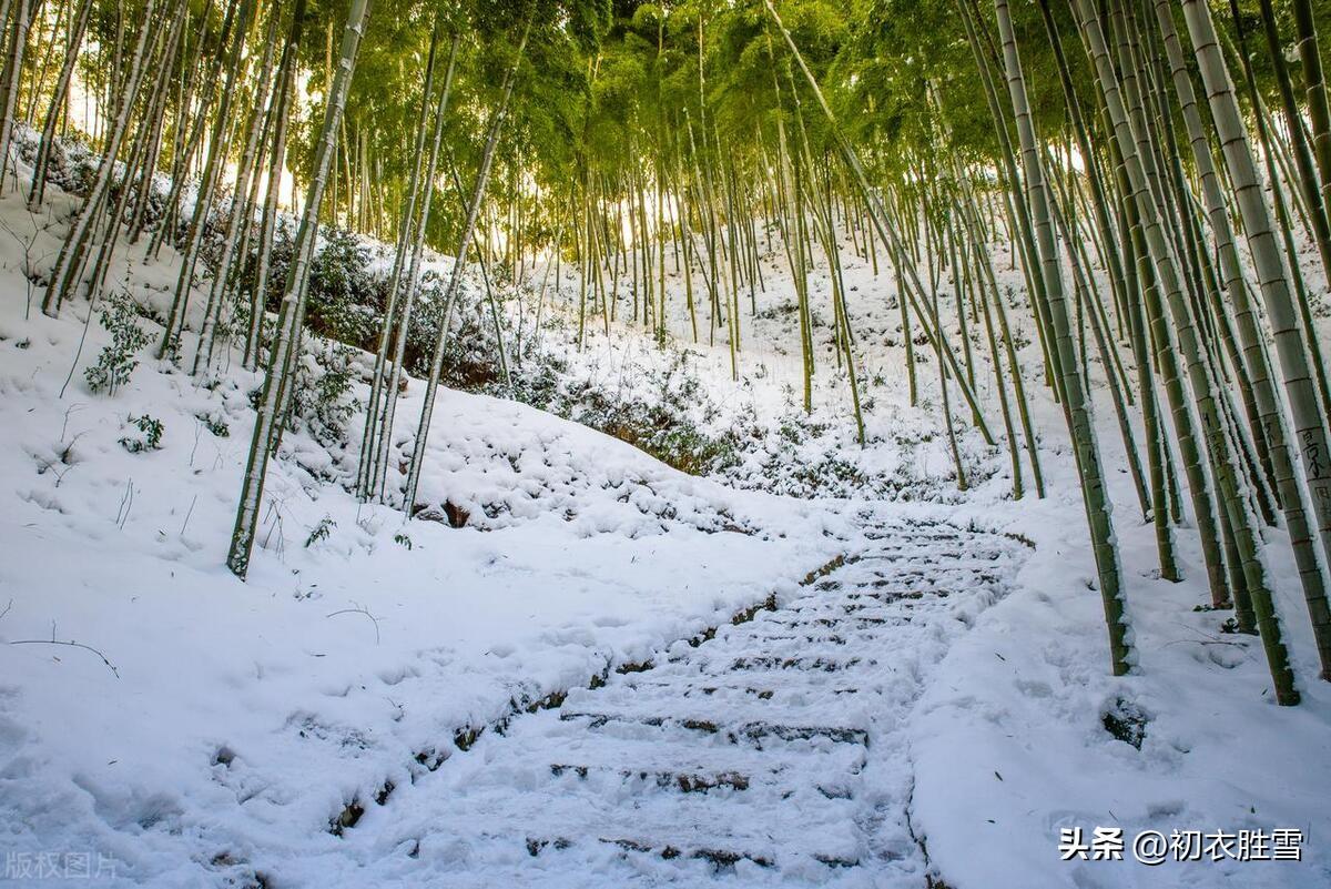 冬竹六首优美古诗（花止十日红，竹能经岁绿）