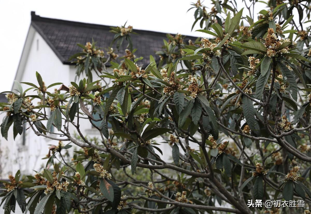 冬花枇杷花五首古诗（枇杷花发天欲雪，黄雀不飞枝上寒）