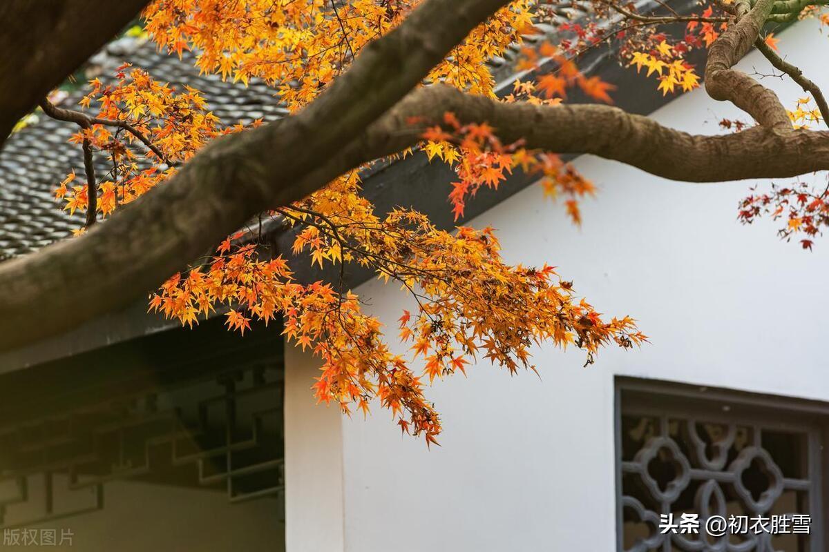 立冬节气七首古诗（黄花已老丹枫嫩，斟酌初冬胜晚秋）