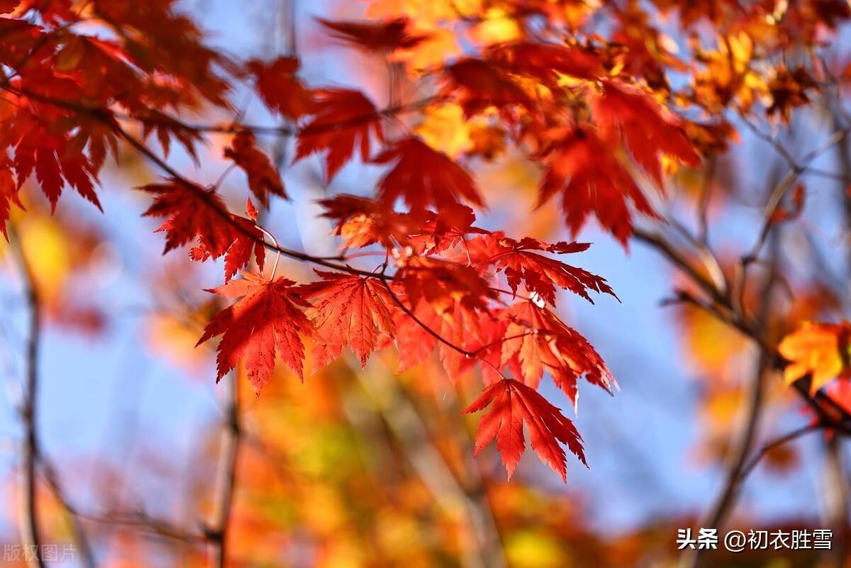 只爱玉河秋色好，不因摇落怨西风（落叶五首唯美古诗）