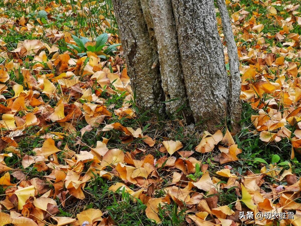 只爱玉河秋色好，不因摇落怨西风（落叶五首唯美古诗）