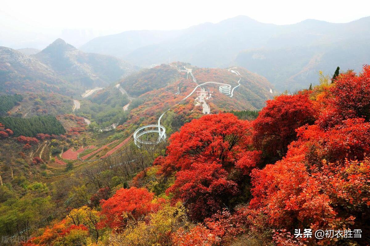 九月绝句五首诗词（重阳日近秋光足，开遍闲庭帝女花）