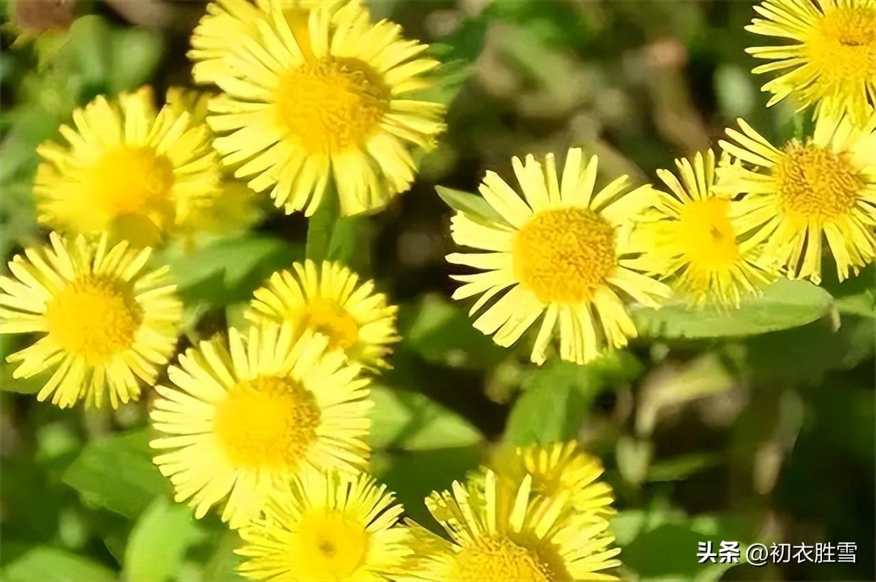 菊花之金钱花五首古诗（萧萧秋意早，采采露华鲜）