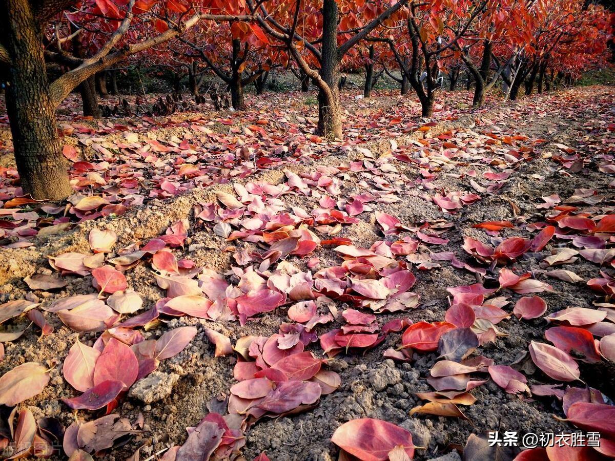 秋柿六首唯美古诗（林中有丹果，嗟尔骨亦柔）