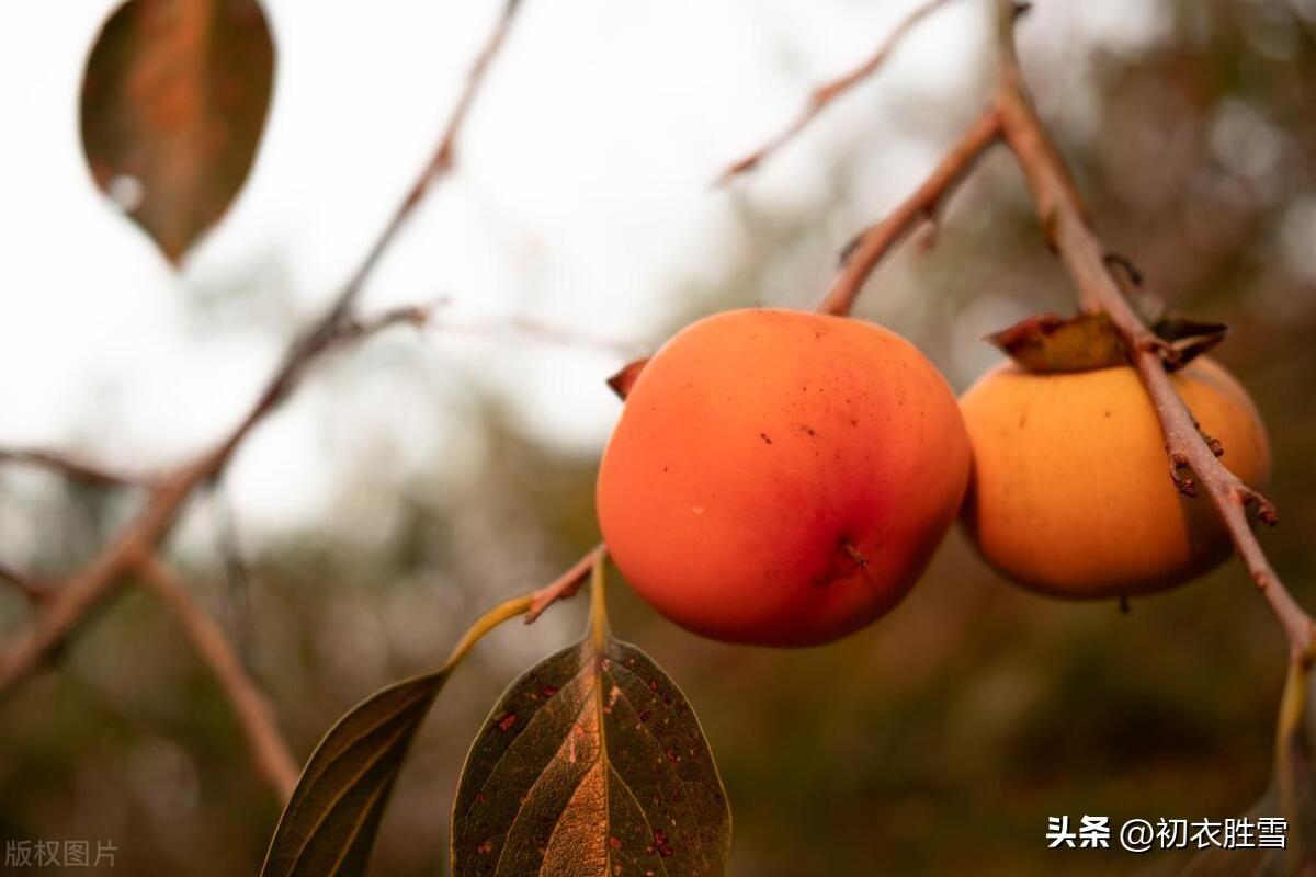 秋柿六首唯美古诗（林中有丹果，嗟尔骨亦柔）