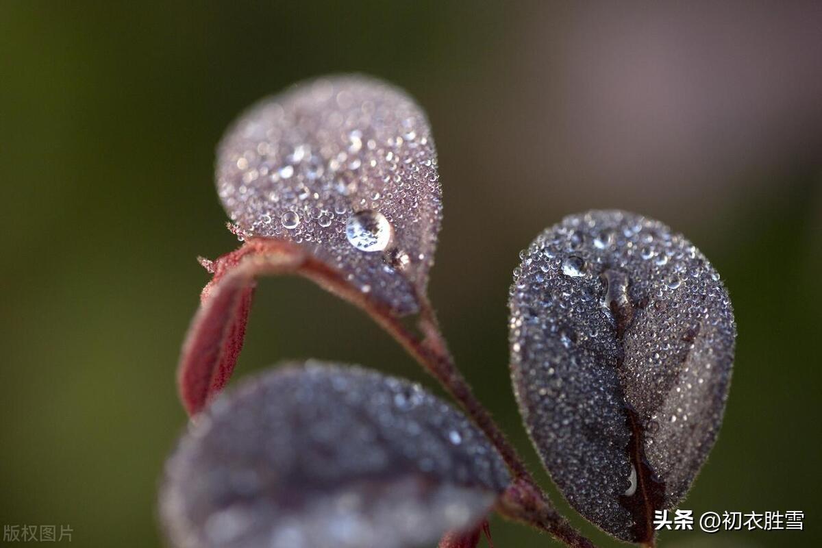 白露节气五首诗词古句（秋荷病叶上，白露大如珠）