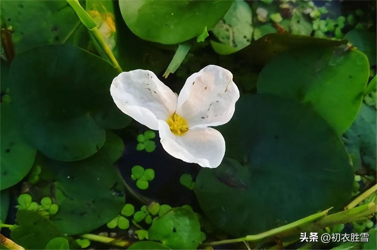 菱花六首唯美诗词（渠自爱菱角，侬自爱菱花）