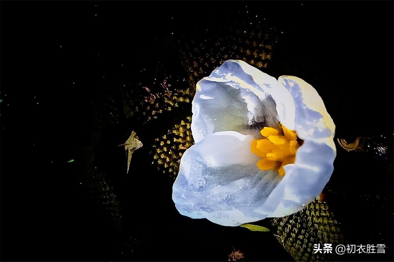 菱花六首唯美诗词（渠自爱菱角，侬自爱菱花）