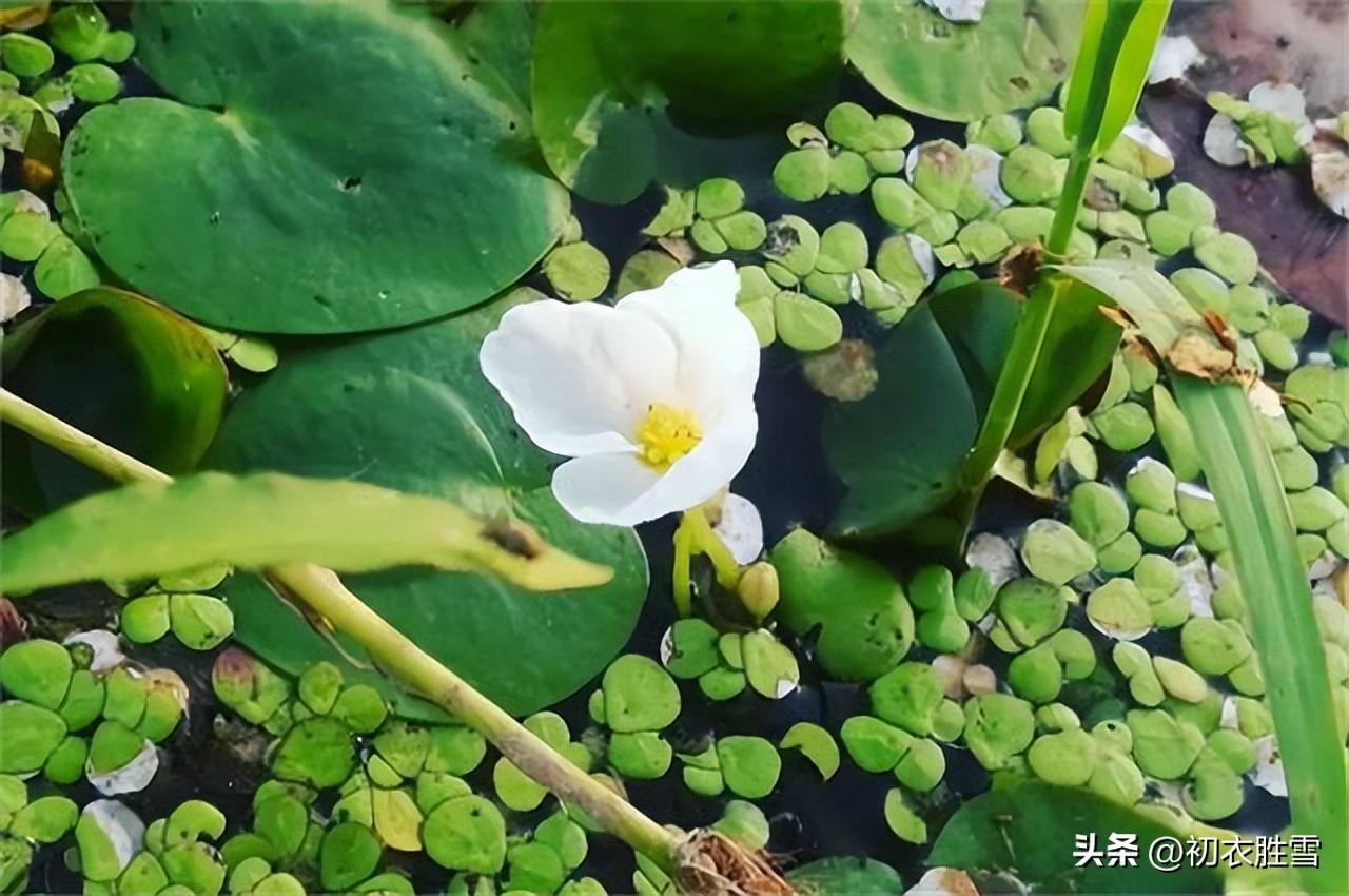 菱花六首唯美诗词（渠自爱菱角，侬自爱菱花）