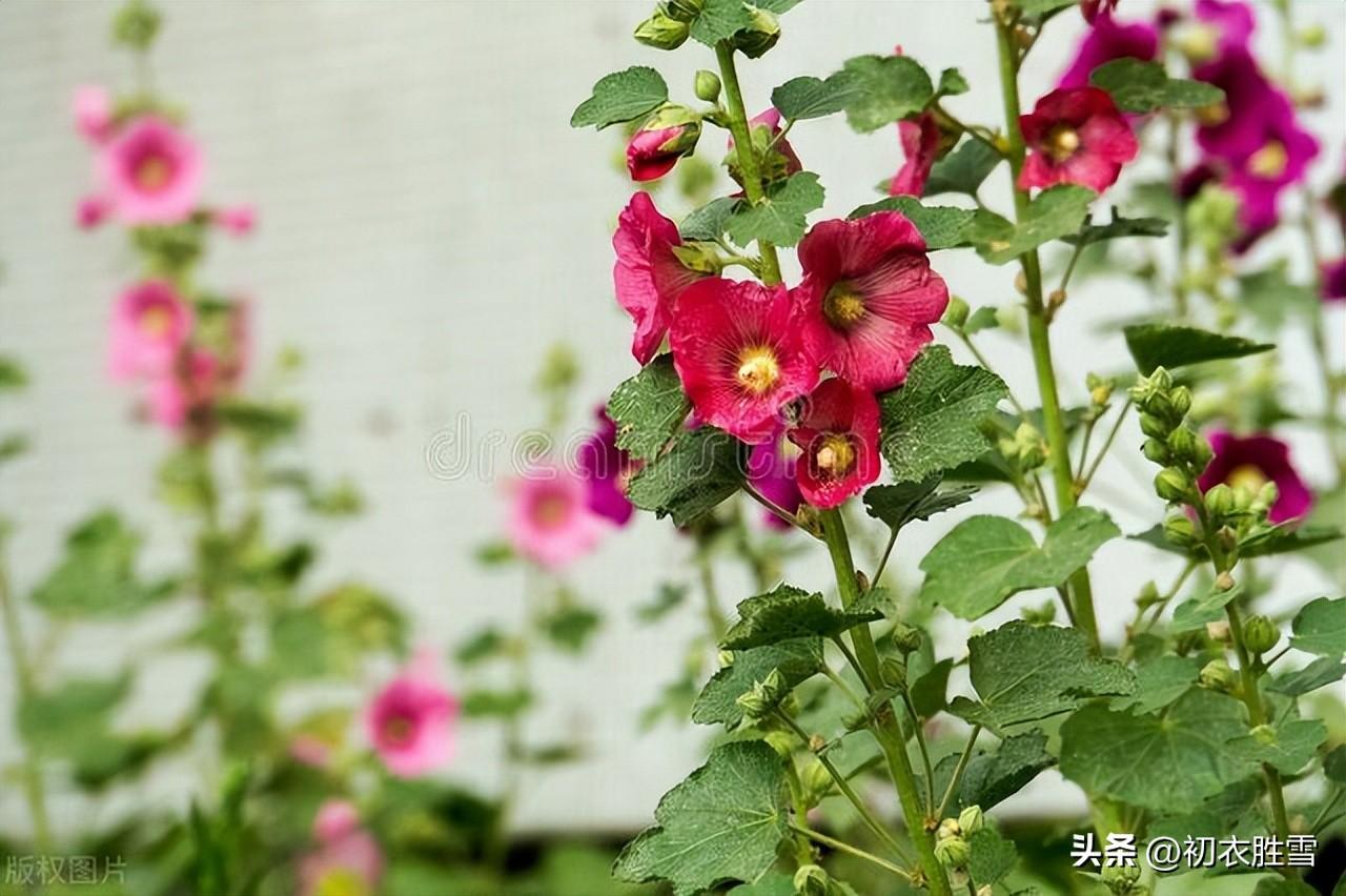 夏日葵花五首古诗（四月清和雨乍晴，惟有葵花向日倾）