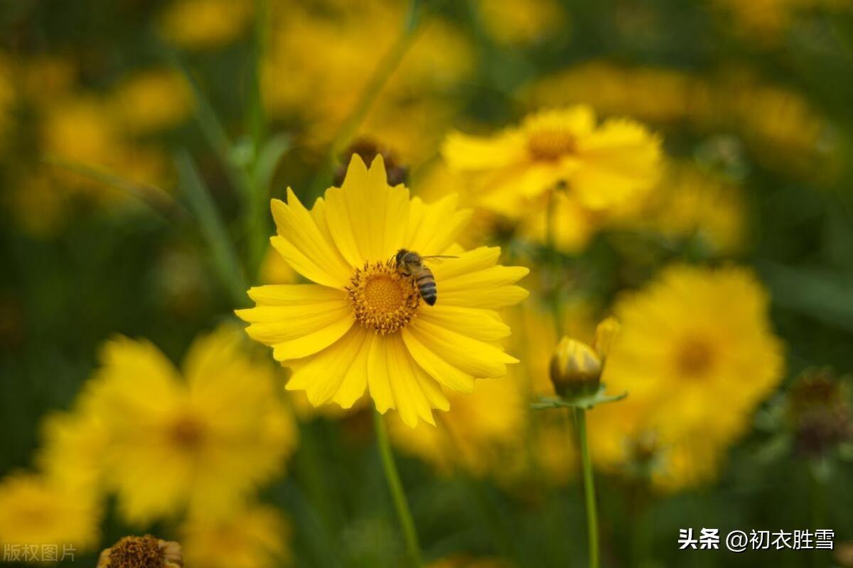 五月菊古诗六首赏析（金钱带露粲云光，九夏开时分外香）