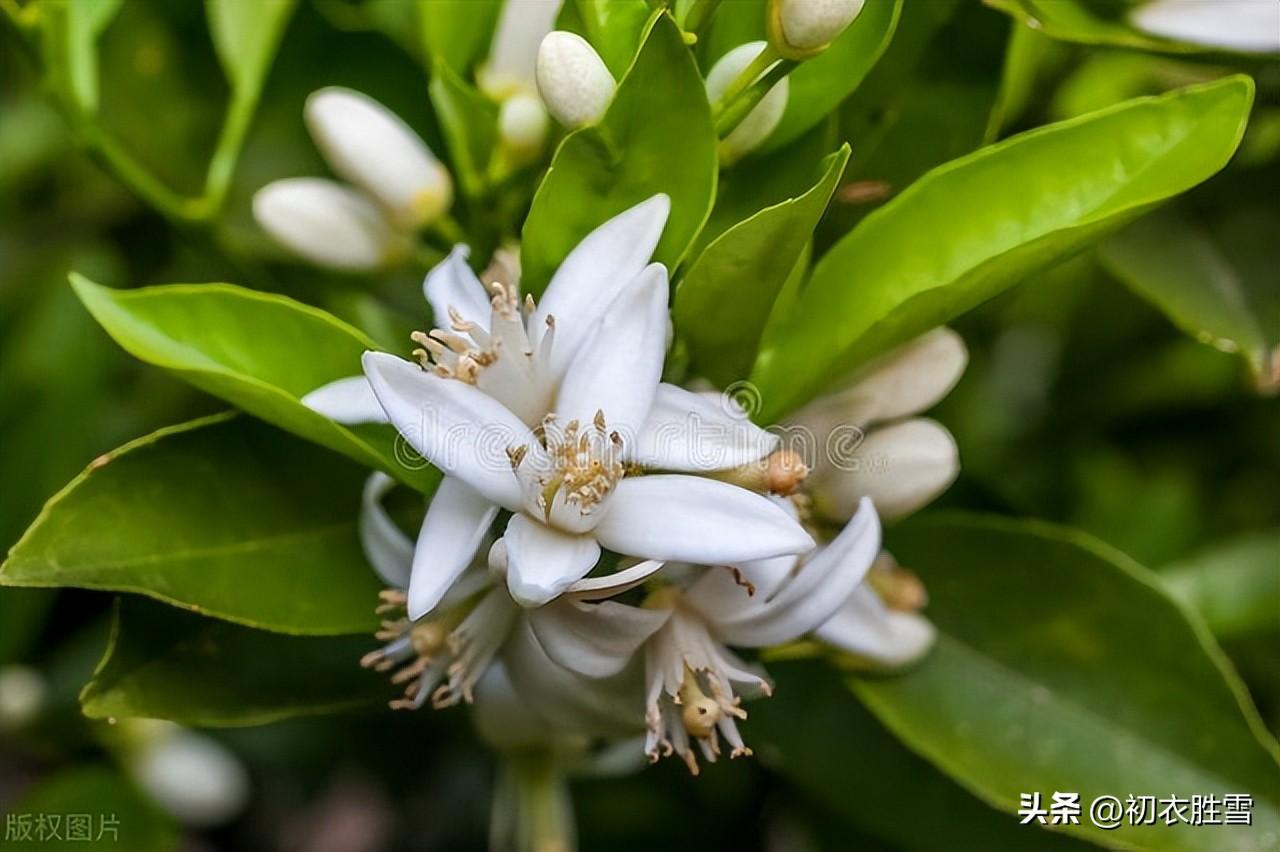 夏花橘花五首诗词（帘卷薰风夏日长，幽庭脉脉橘花香）