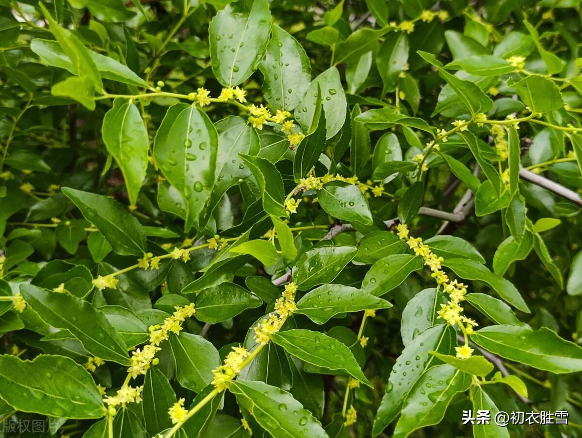 早夏枣花六首诗词（枣花绿遍沈香驿，一帘微雨枣花香）