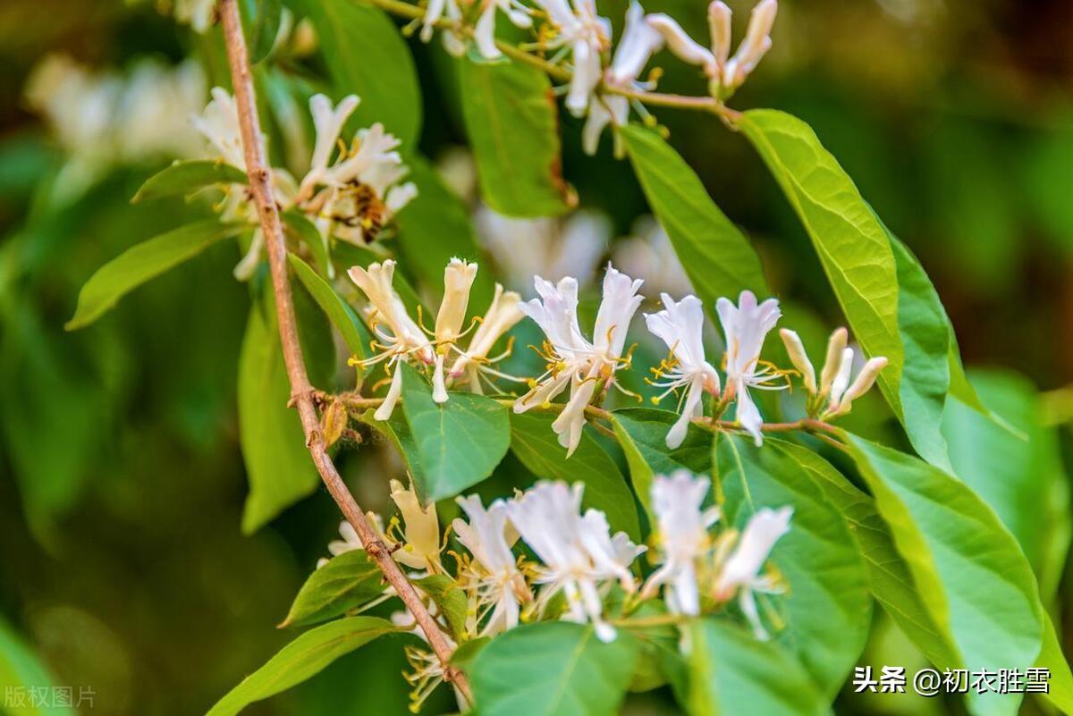 忍冬花金银花六首古诗（蓬门不识金银气，唤取芳名作忍冬）