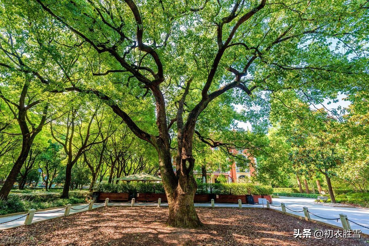 晚春樟树七首古诗词（风散林香落浦沙，知是江边樟树花）