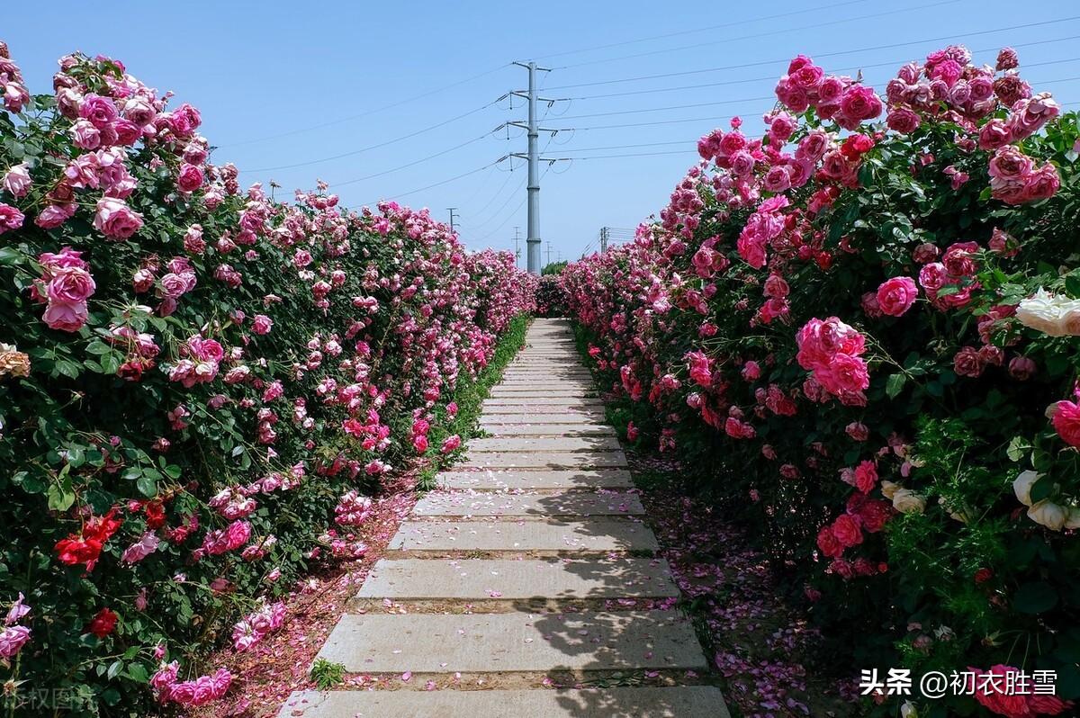 赞美玫瑰花的古诗词（山厨漫说玫瑰露，玫瑰面脂透肉滑）