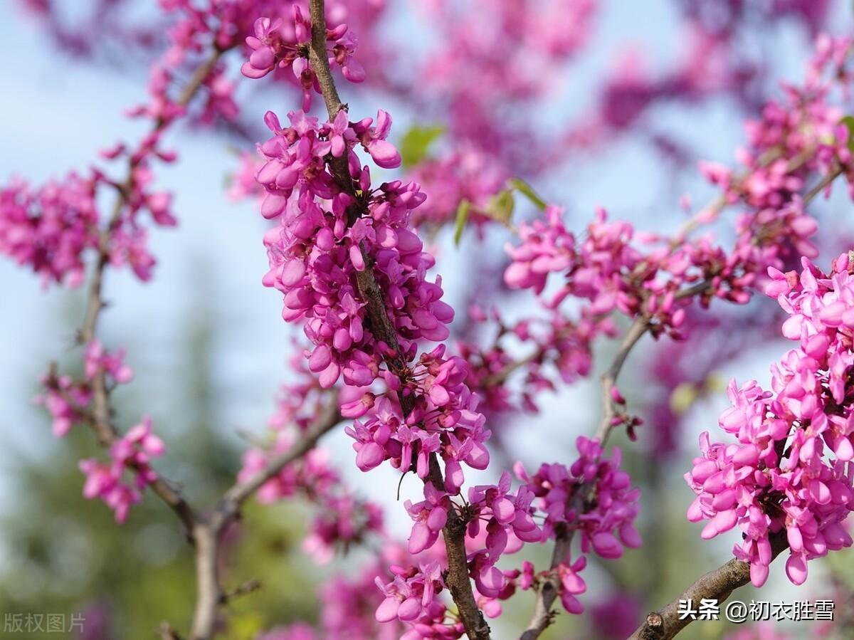 紫荆七首经典古诗（紫荆树树花如锦，方信春风无浅深）