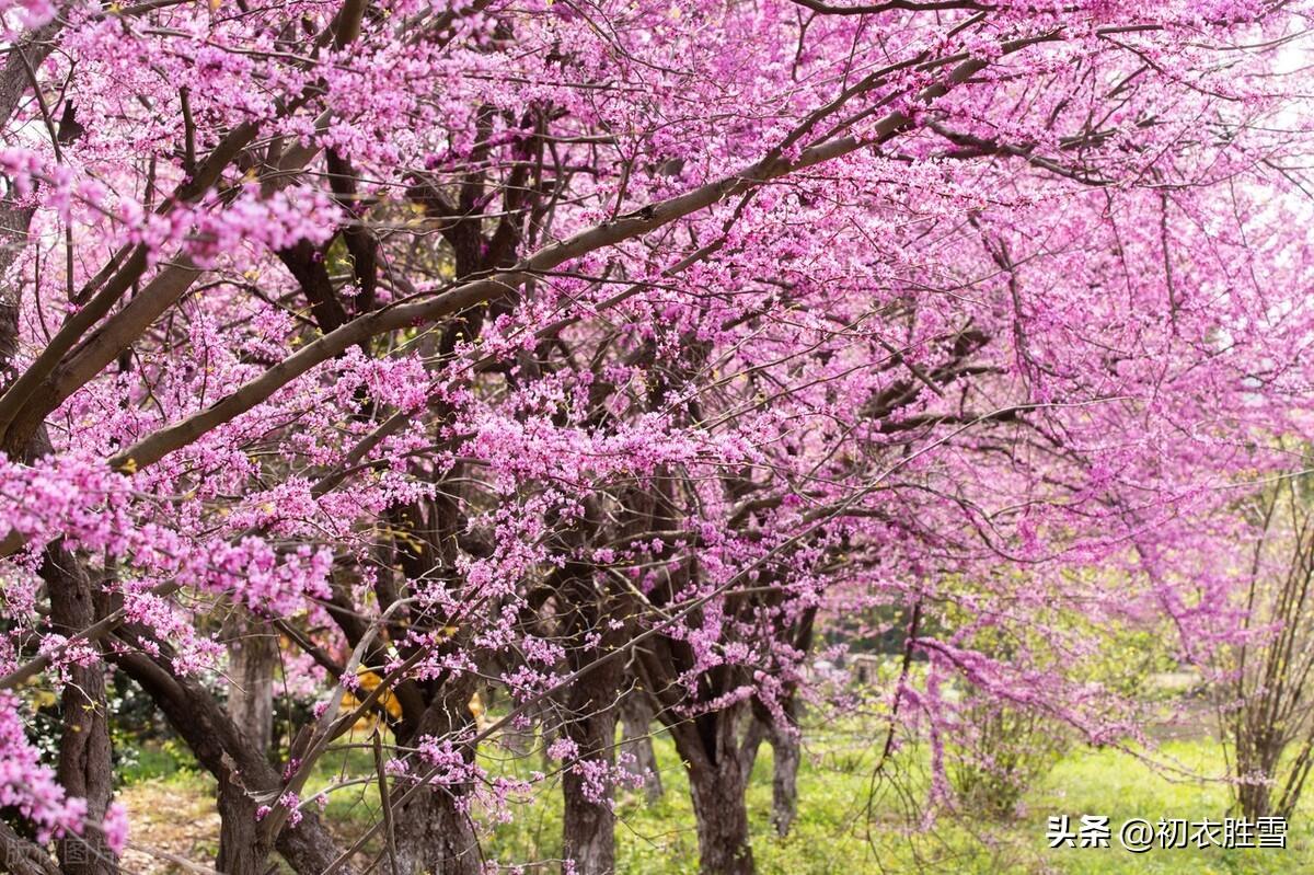 紫荆七首经典古诗（紫荆树树花如锦，方信春风无浅深）