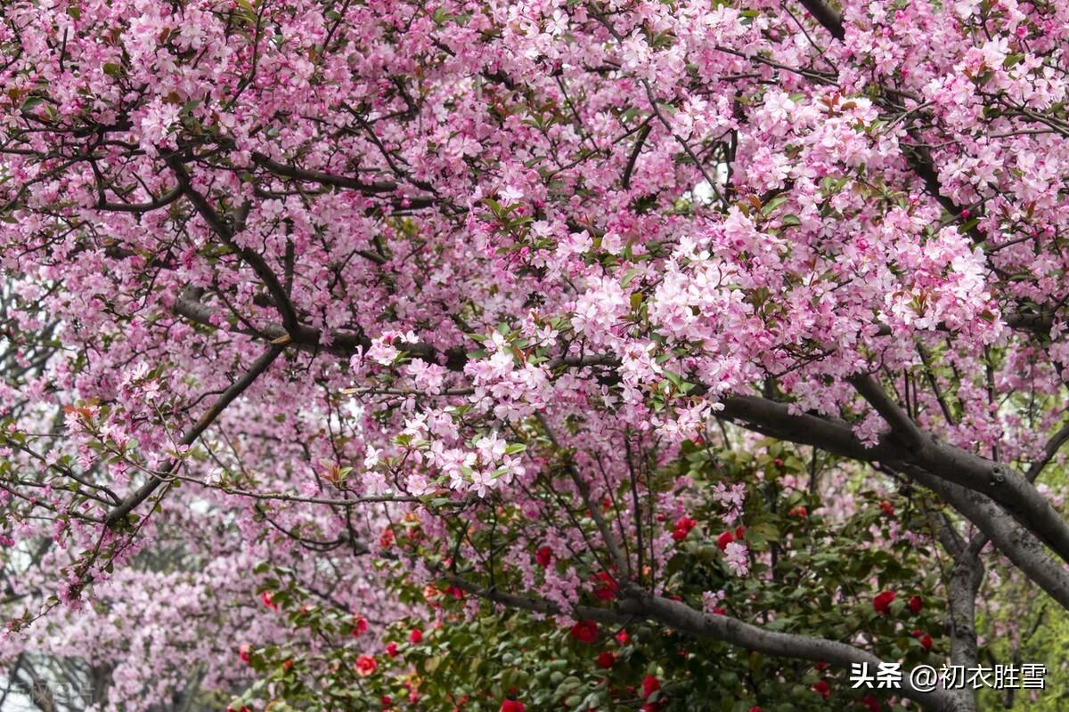 关于海棠诗词六首（海棠花下打流莺，归来月挂海棠前）