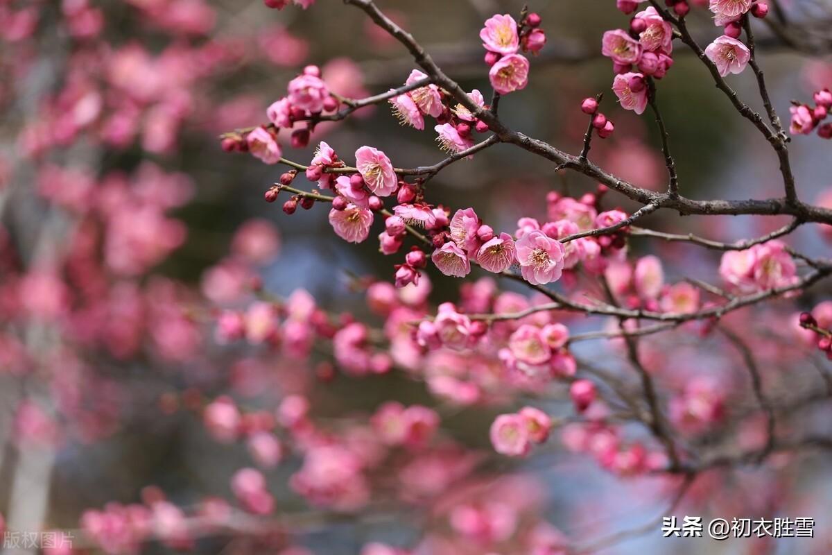 烂漫晴梅六首古诗（枝上繁花乱成雪，故著繁花媚远天）