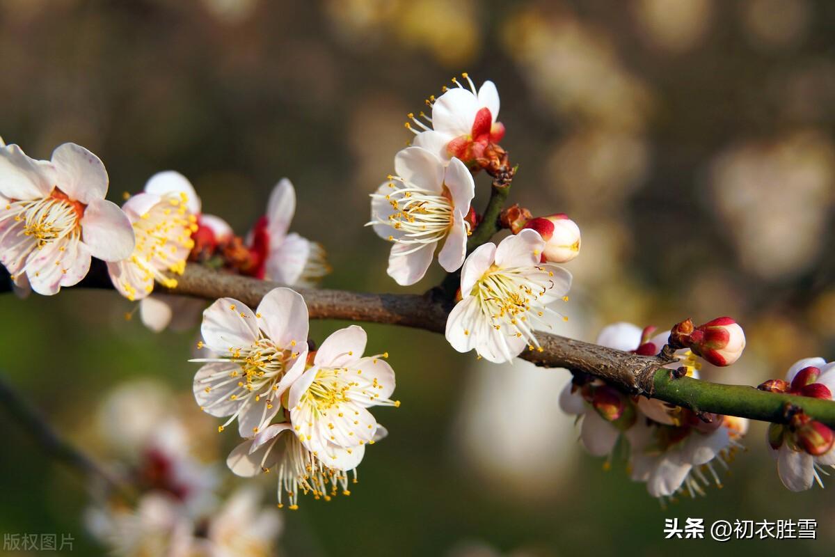 立春明丽五首古诗（春日一杯酒，便吟春日诗）