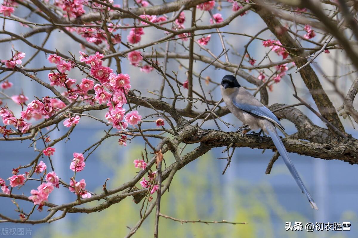 新年新春七首古诗（岁月新更又一春，端与新年日日新）