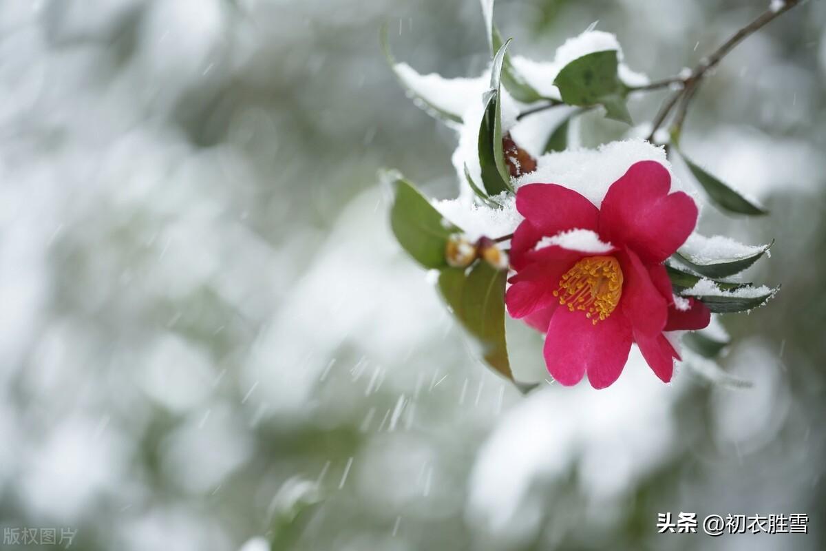 腊月花五首优美古诗（晓来风动似初春,腊月榴花带雪红）