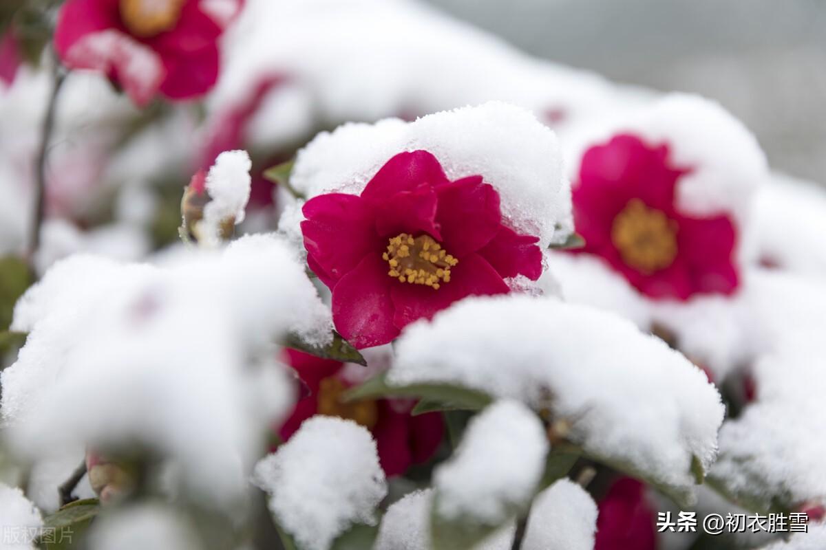 腊月花五首优美古诗（晓来风动似初春,腊月榴花带雪红）