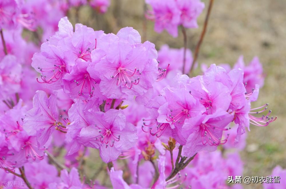 腊月花五首优美古诗（晓来风动似初春,腊月榴花带雪红）