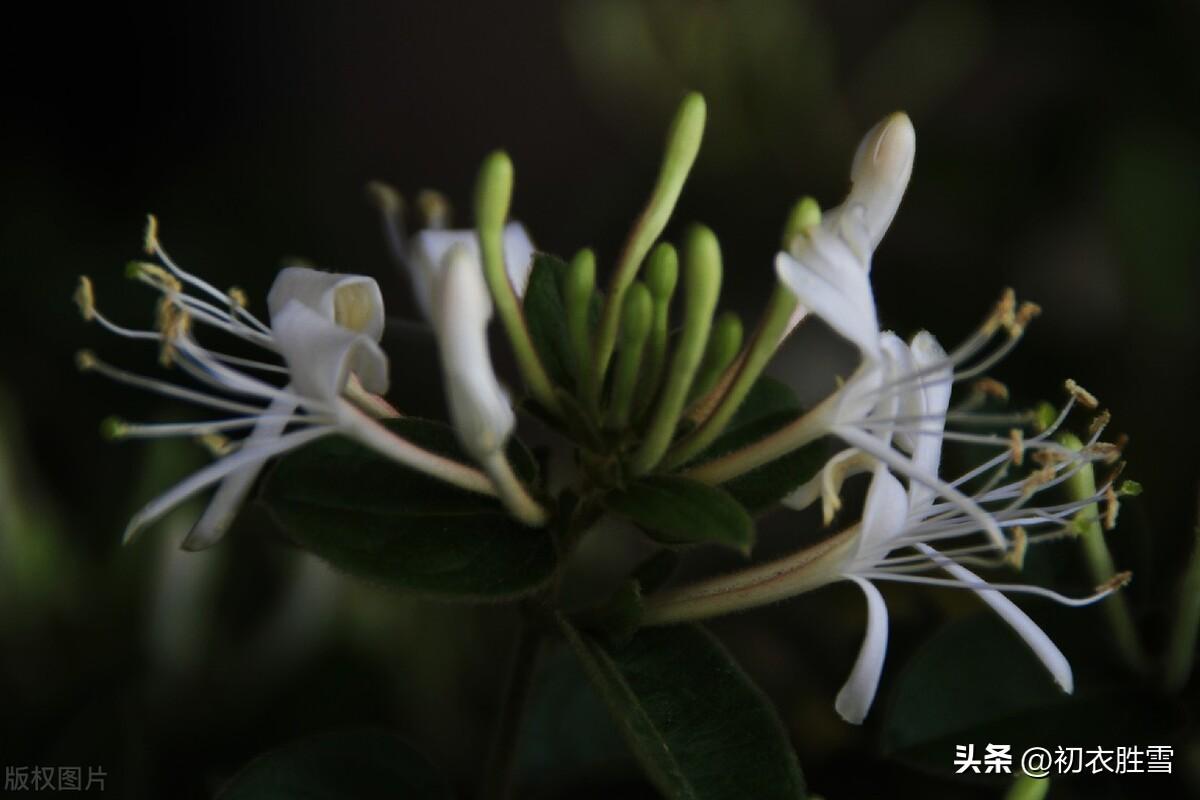 冬藤夏花忍冬六首古诗（雪意漫天噪万鸦，野藤偏有忍冬花）