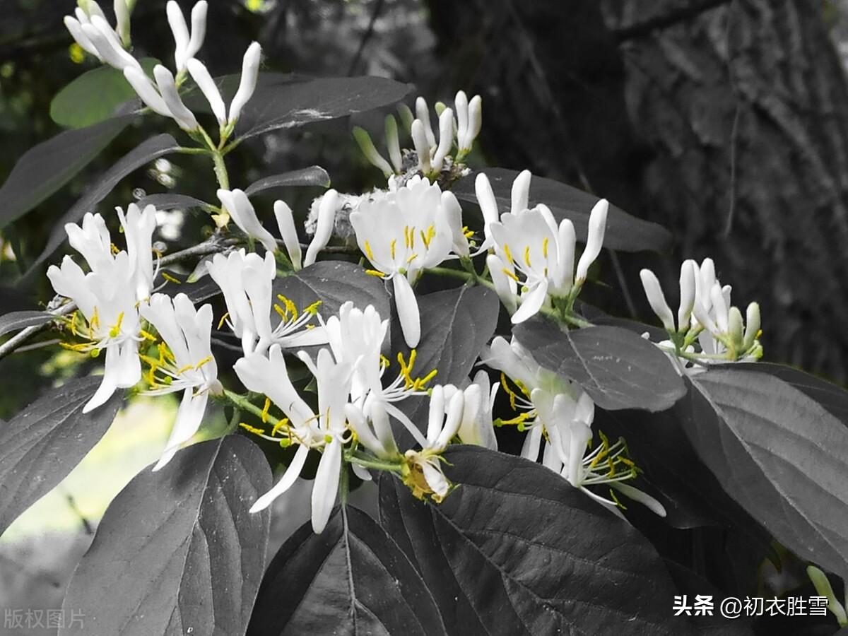 冬藤夏花忍冬六首古诗（雪意漫天噪万鸦，野藤偏有忍冬花）