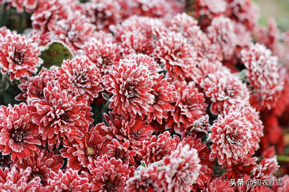 小雪节气六首唯美诗词（小雪如春暖，黄花夹杏开）