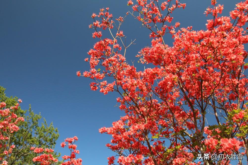 小春七首唯美古诗（小春天气晴偏好，小春天气野花红）