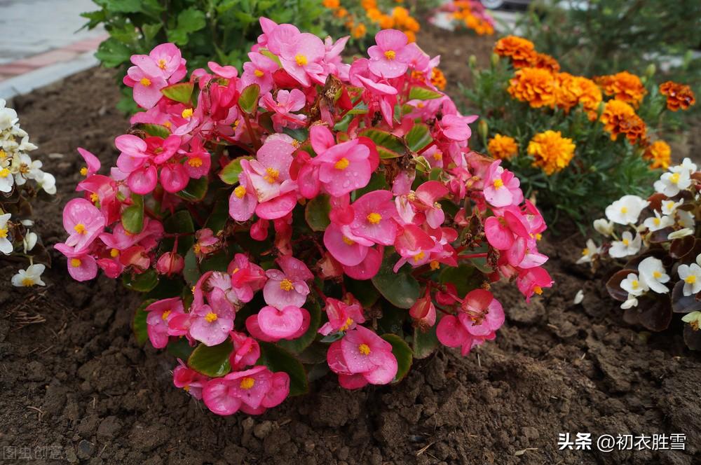 秋花秋海棠八首诗词（离离秋草缀红芳，偏又花名唤断肠）