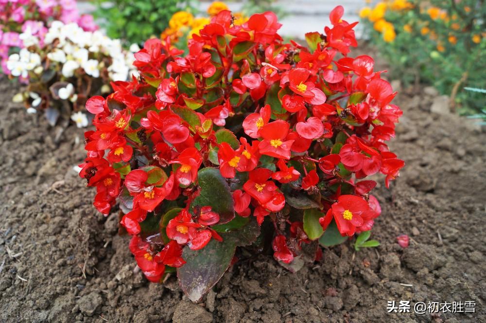 秋花秋海棠八首诗词（离离秋草缀红芳，偏又花名唤断肠）